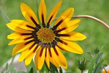 Mittagsblumen