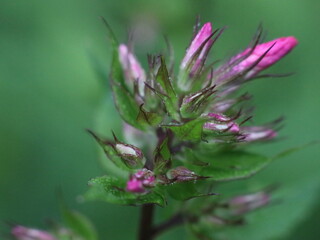 Close-up shot of purple flower