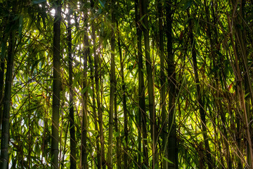 Sun light protruding through bamboo trees
