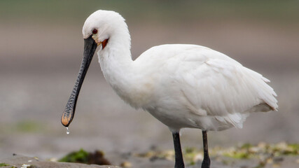Eurasian spoonbill portret