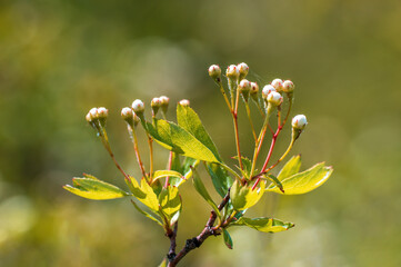 delicate hawthorn blossom in the morning light