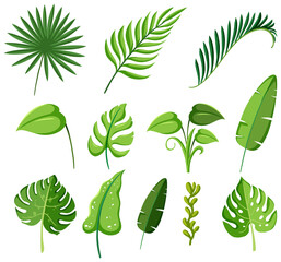 Set of tropical plants leaves