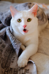 Fototapeta na wymiar white cat with green eyes and open mouth lies under the grey blanket