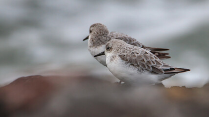 Sanderling and the Sea