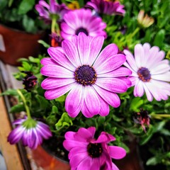 Obraz premium pink flowers in a garden