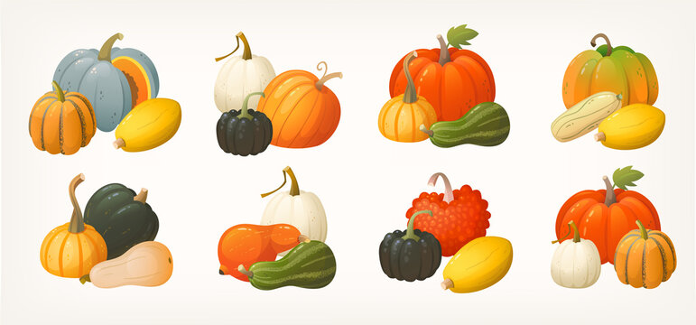 Set of pumpkins gourds and squashes icons arranged in groups. Vegetables illustrations for autumn markets and fairs labels posters and invitations. Isolated colourful vector images.