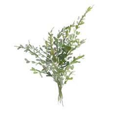 Watercolor hand painted branch with green leaves. Spring or summer herbs for invitation, wedding or greeting card.