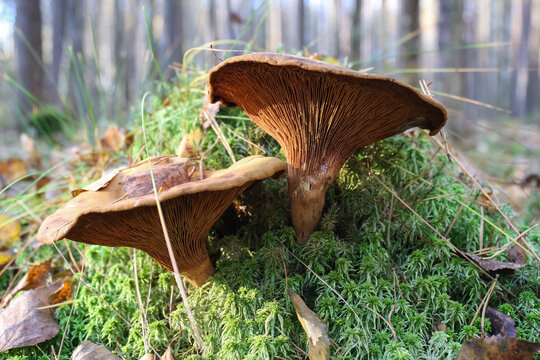 Toxic mushroom paxillus involutus growing in the forest