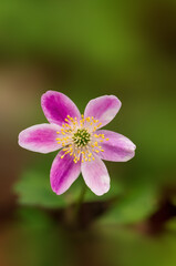 Fototapeta premium delicate purple wood anemone flowers in a forest