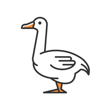 recommend clip art: Goose RGB color icon. Domestic bird breed for meat. Poultry farming. Commercial geese growing. Waterfowl. Canadian and white goose. Isolated vector illustration. Simple filled line drawing
