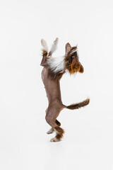 One beautiful pedigree dog, Chinese Crested Dog stands on its hind legs isolated over white studio background.