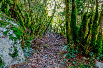Ordesa y Monte Perdido National Park, in the Spanish Pyrenees with spectacular rivers and waterfalls, mountains and beech and fir forests