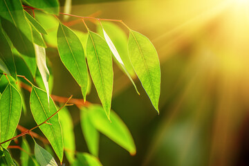 Eucalyptus green leaves