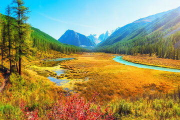 Atmospheric autumn landscape with swamp and  river in mountains. Path along the swamp. Beautiful alpine landscape with azure water in fast river. Power majestic nature of highlands.