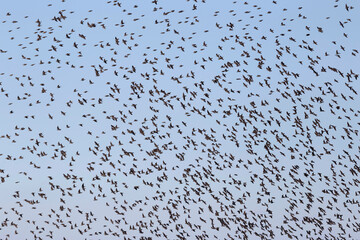 huge flock of starlings in a blue sky