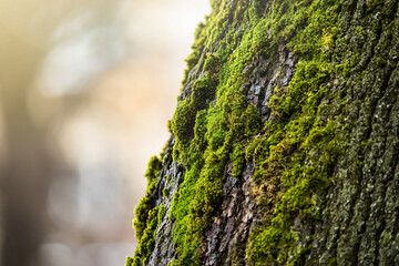 Green moss on tree. Lichen close up. Texture of bark covered with sphagnum.