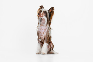 Portrait of beautiful pedigree dog, Chinese Crested Dog posing isolated over white studio background.