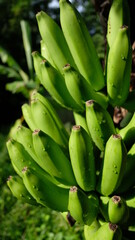 bunch of bananas on tree food raw banana It is a kind of herbaceous plant.
