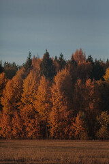 Naklejka na ściany i meble yellow trees in autumn. autumn foliage.