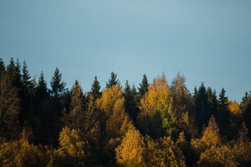 yellow trees in autumn. autumn foliage.