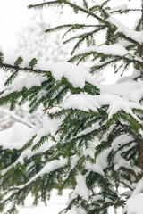 Winter Fir branches covered with snow. Close up