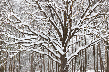 Winter Tree branches covered with snow in park 
