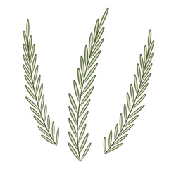 vector illustration of rosemary sprigs isolated on white
