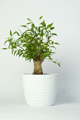 Decorative plant tree in white pot isolated on  white background - obrazy, fototapety, plakaty