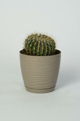 Decorative cactus plant tree in grey pot isolated on white background