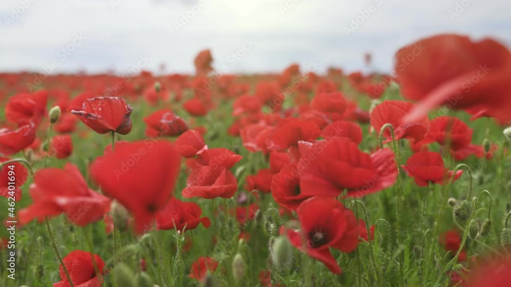 Poster camera moves between red poppies flowers in an endless field. walk in the poppy field. . poppies swa