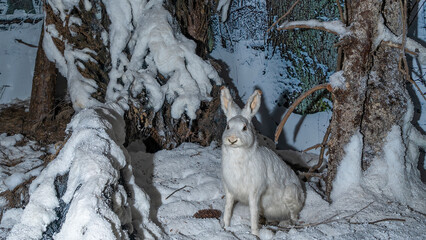 Embalmed white hare exposed in a natural science museum.