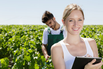 people harvesting in a vineyard