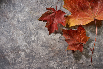 Red fallen autumn leaves on a concrete background