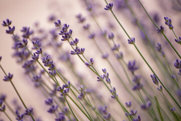 Lavender beautiful flowers