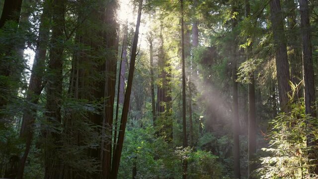 Walking through Redwood national park, USA. Sun breaks through from the trunks of huge redwood trees. Sun rays are visible in light fog. Gimbal shot, 4K