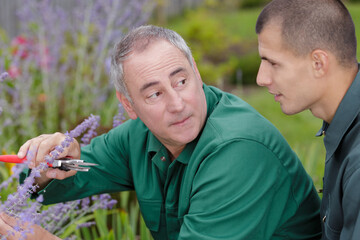 man and apprentice cutting lavender