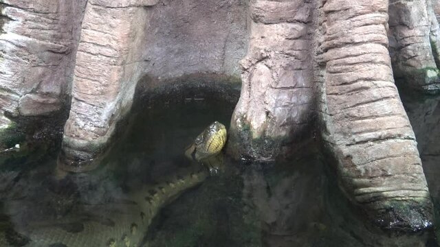 Green anaconda (Eunectes murinus) in the water.