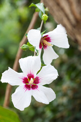Selective focus on White Hibiscus Syriacus flower in garden