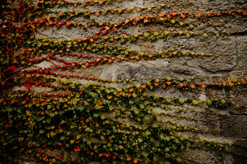 texture of the stone