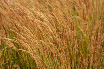close up of wheat field