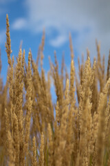 Fototapeta premium golden wheat field in summer