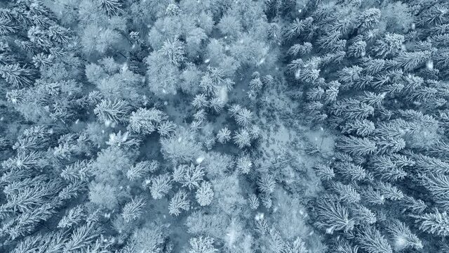 Snowy winter background. Aerial top down view. Snowflakes fall on branches of frozen trees in winter forest