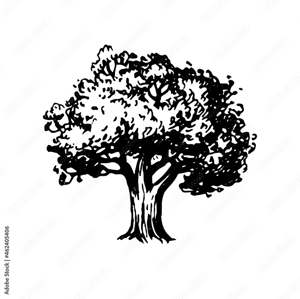Canvas Prints ink sketch of oak tree.