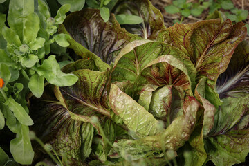 Home Grown Organic Radicchio or Red Chicory 'Firestorm' (Cichorium intybus)