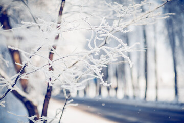 Snow-covered tree branches.