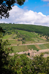 Rhine hills background. Vineyards of the Rheingau wine region opposite Ehrenfels castle ruins. Vertical image.	