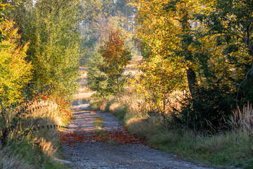 Obraz premium Countryside landscape, late summer, with fall colored tree. Czech Republic, Vysocina
