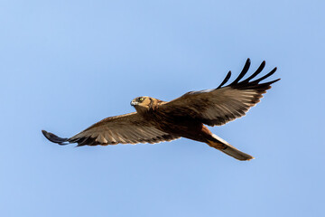 Marsh Harrier, Circus aeruginosus, Birds of prey landing on the blue sky. Czech Republic, Europe Wildlife