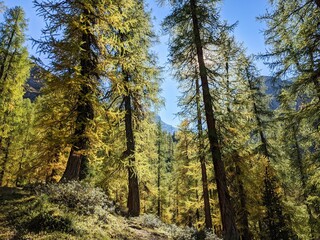 larch forest the swiss alps. Fantastic autumn mood near the davos. beautiful autumn day in the mountains. blue sky