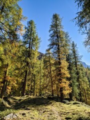 larch forest the swiss alps. Fantastic autumn mood near the davos. beautiful autumn day in the mountains. blue sky